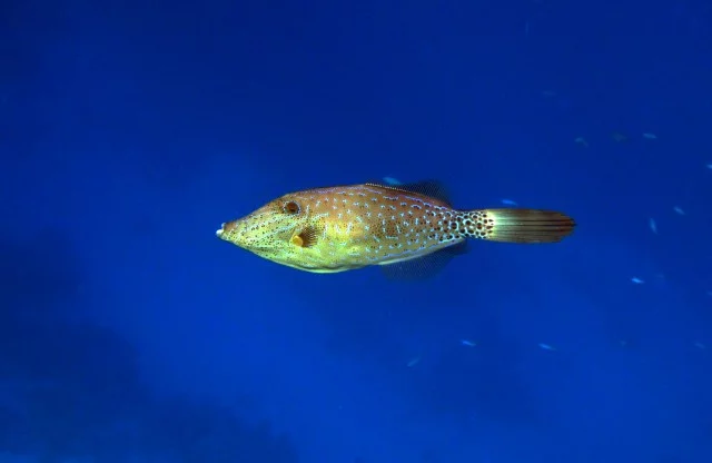8gjbjh.webp