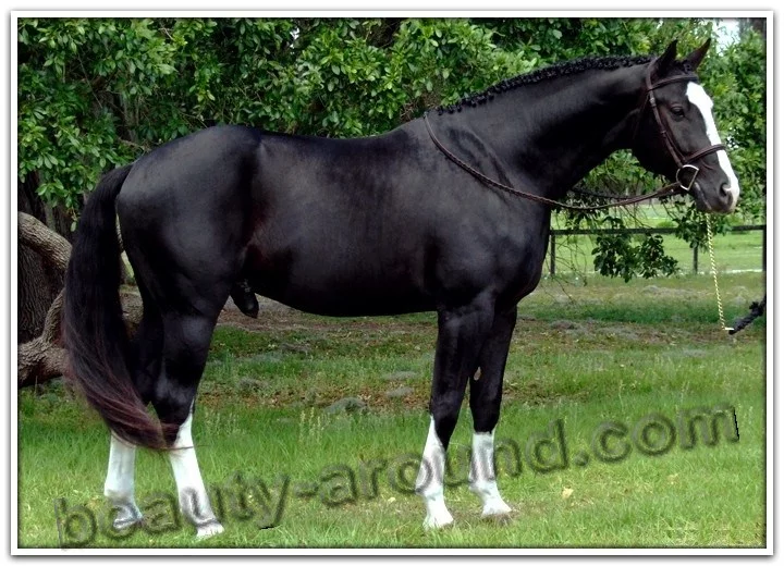 8hanoverian_stallions.webp