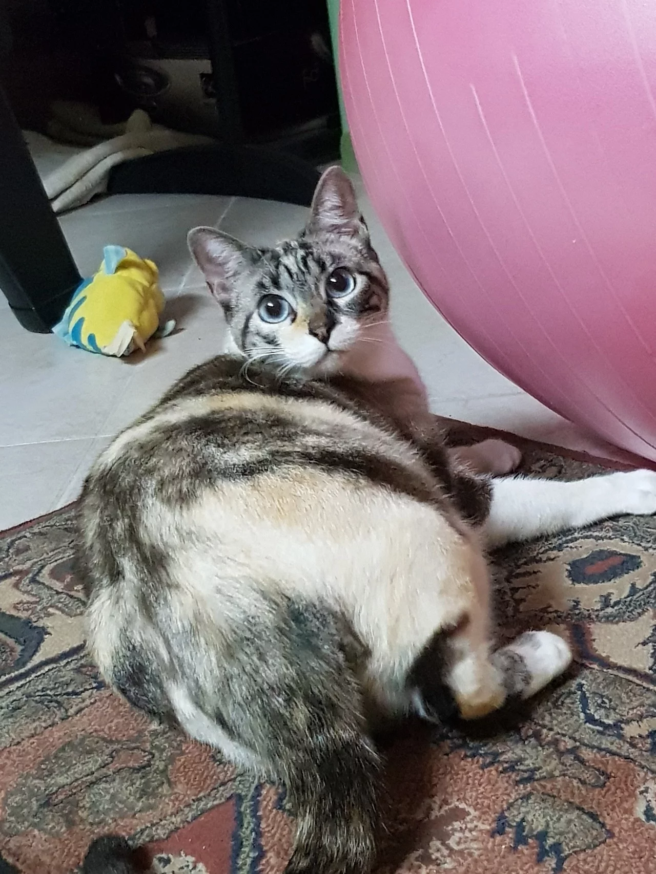 8hdjcc.webp