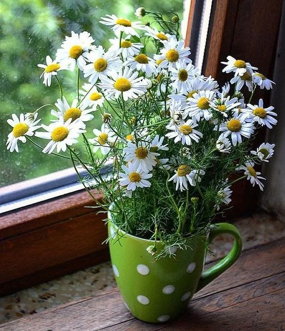 8hejea.webp