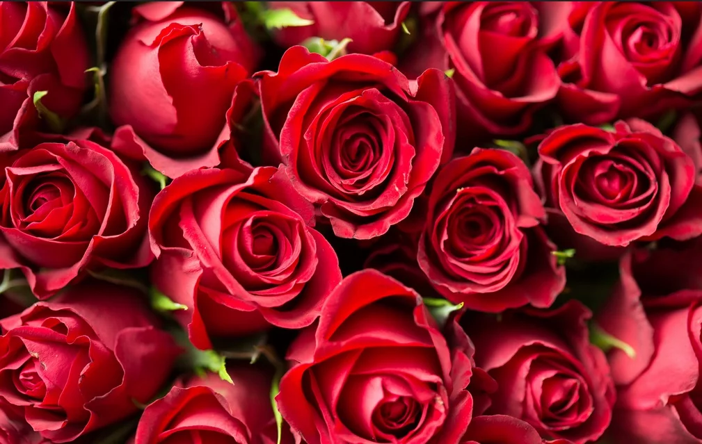 8hjbcg.webp