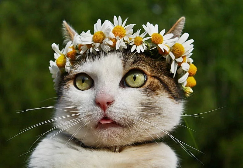 8hjgfh.webp