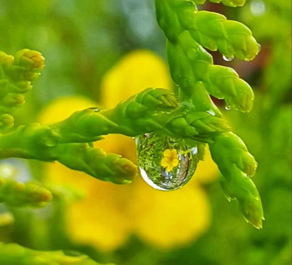 8jcfjh.webp