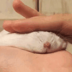 8jfjcj.gif