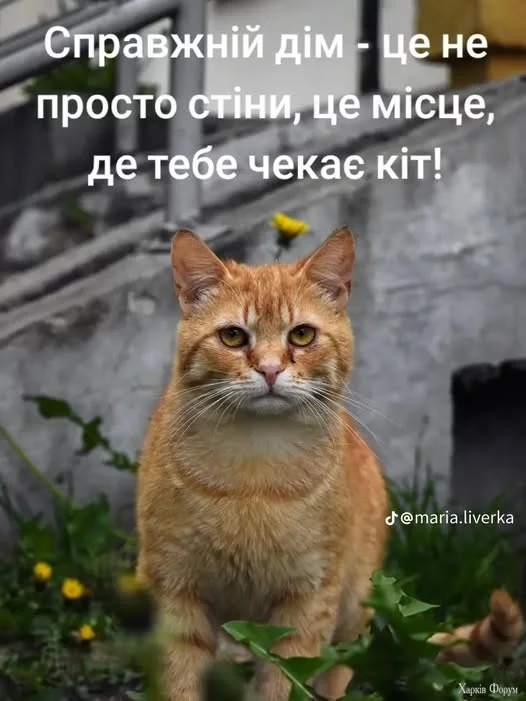 8u4KLokh6kLgbBg&_nc_zt=23&_nc_ht=scontent.fiev28-1.webp
