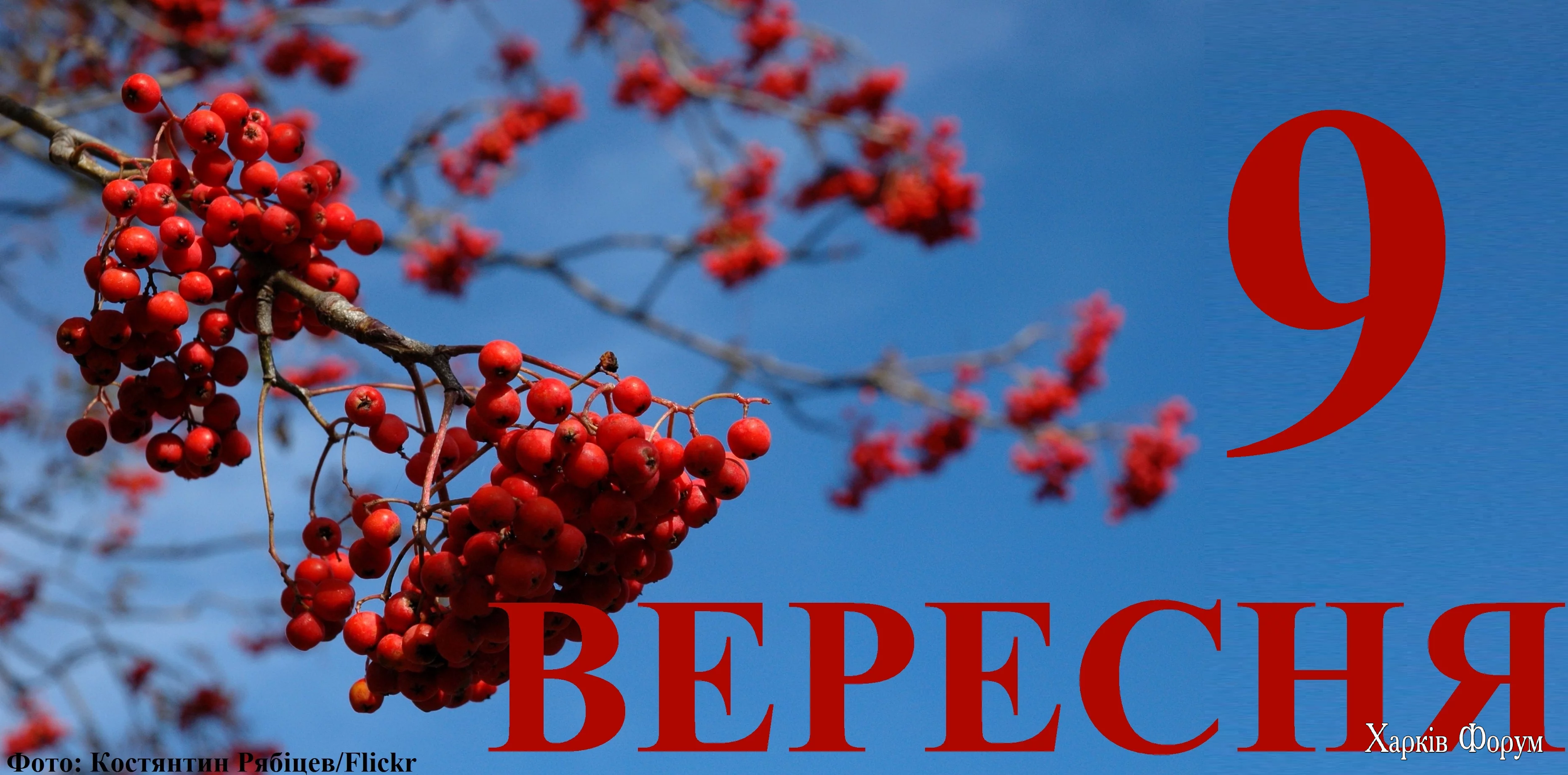 9-VERESNYA.webp