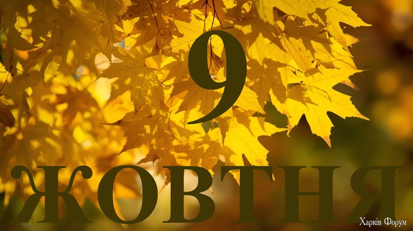 9-ZHOVTNYA.webp