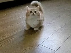 901c6b238d1894fa27ab06c.gif