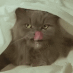 905c9661257069df95e6b94ddbbfa811.gif