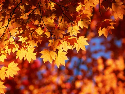 90958508_autumnleaves1108lg55265504.webp