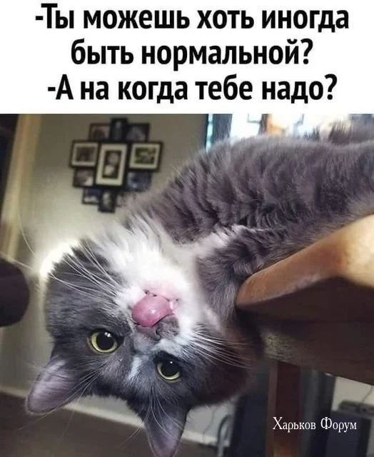 911e3c1b21efb6c40c0.webp