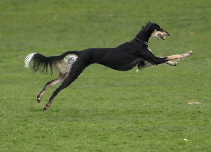 91446419_large_802482_4_saluki_720x0_Salyki.webp