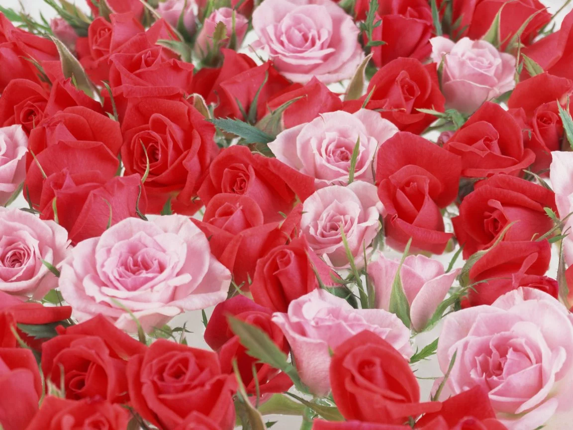 91591552.webp