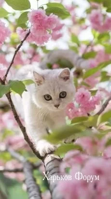 91d1bd3d6f37c35941f5398.webp