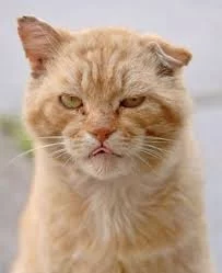 91IjwIF7uX0cHIf9MxNOWHo7pXh3WM0pQqkVPJYBaTvyvwPOKQ.webp