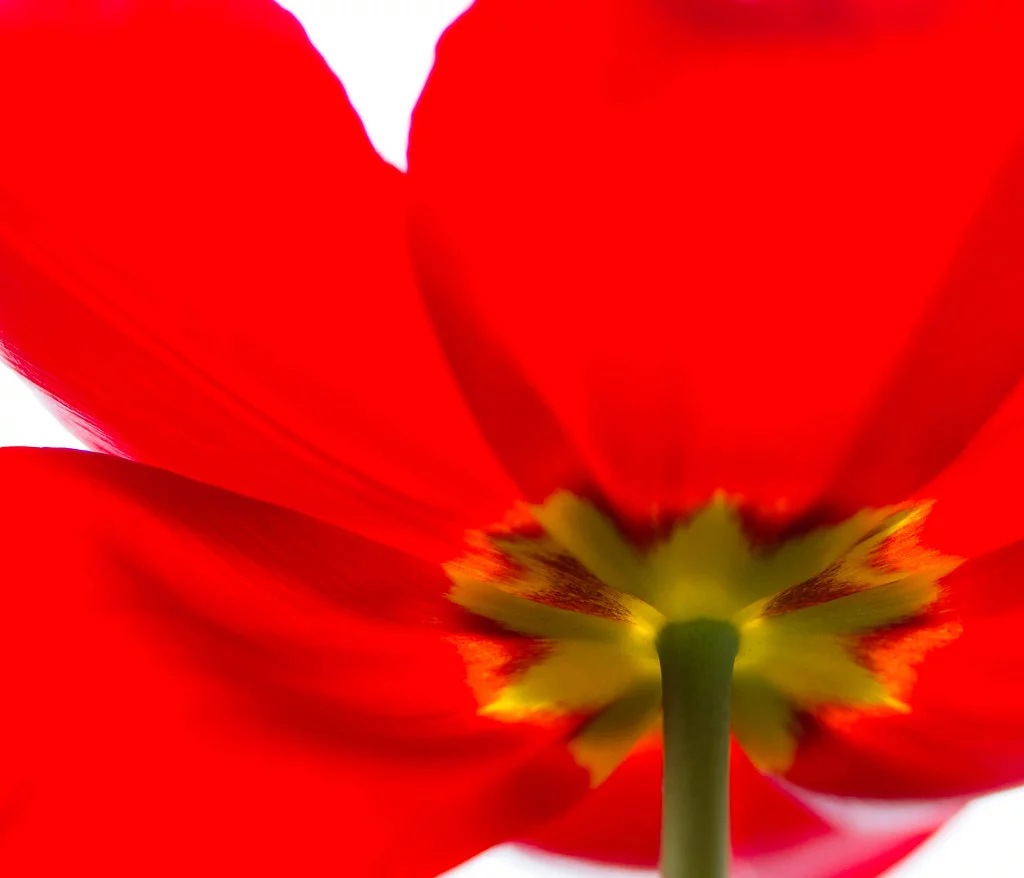 9207884161_d3c5051a5f_b.webp