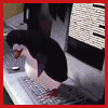 928001889.gif
