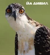 928666.webp