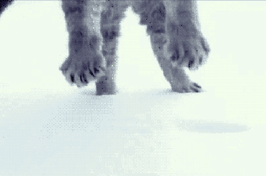 929efbc02b11be1c530916a3a74b22ee.gif