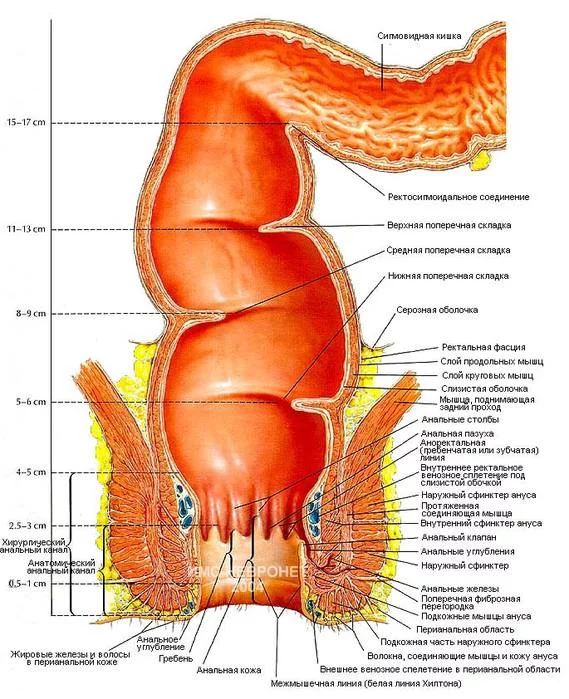 9324388_1195801504_rectum_anus.webp