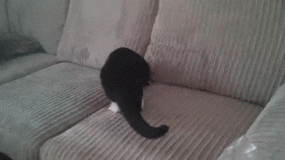 93586bde6ae4a3872c85.gif