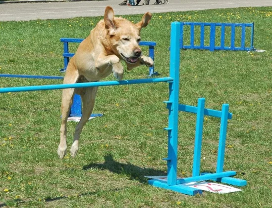 94022-077bb-17911668-m549x500.webp