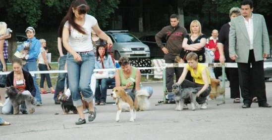 94022-31c63-19688278-m549x500.webp