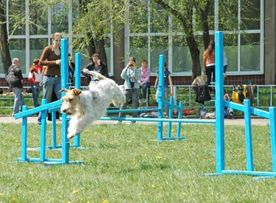 94022-33e07-17911838-m549x500.webp