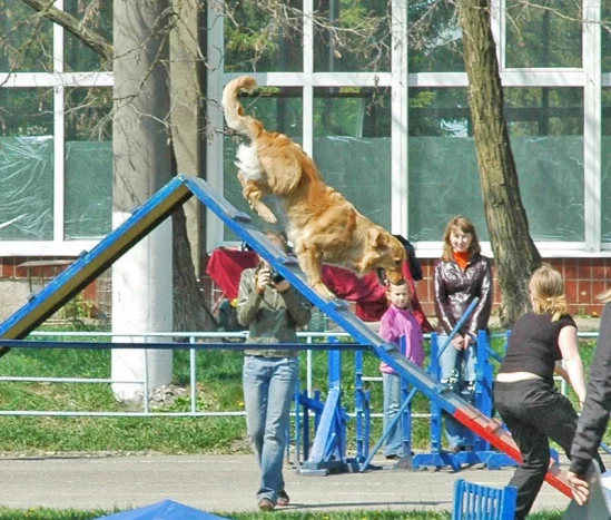 94022-363de-17909616-m549x500.webp