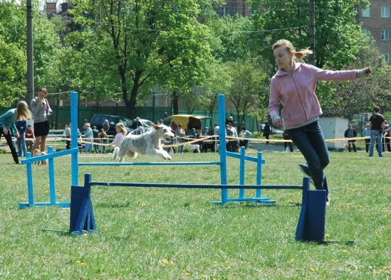 94022-54c9a-17912093-m549x500.webp