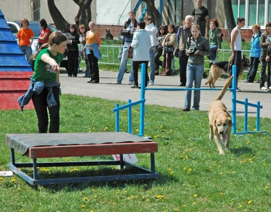94022-c9ee8-17909958-m549x500.webp