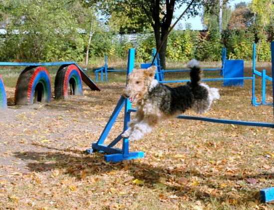 94022-d2691-24473851-m549x500.webp