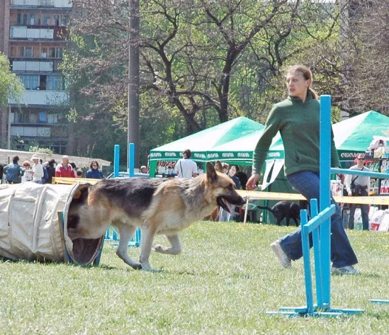 94022-db694-17911786-m549x500.webp