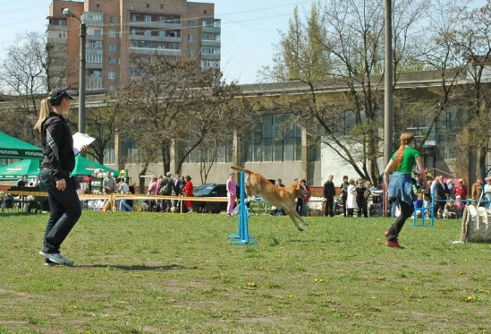 94022-ed2ea-17909799-m549x500.webp