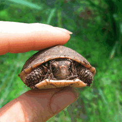 94878550_large_CHerepashka.gif