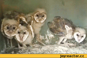 9487d3846142cbbdbdc50f.gif