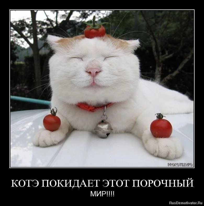953172.webp