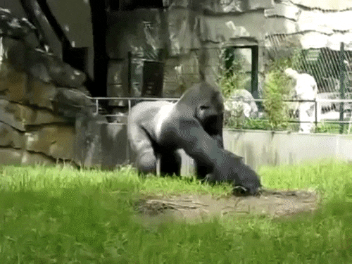 955c078d6ac12c09bc.gif