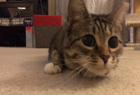 95d72fc678fa0ddd6ba.gif