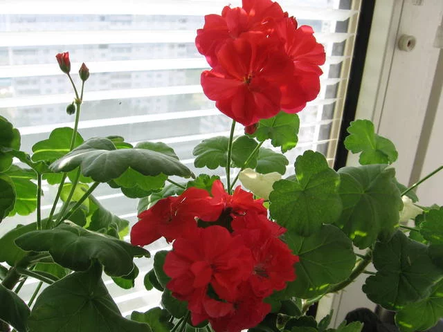 960139_m.webp
