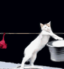 979478422.gif