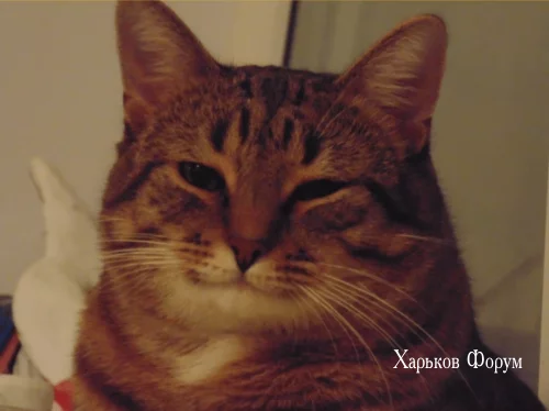 97b264a680a5dbfe00.webp