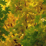981569845.gif