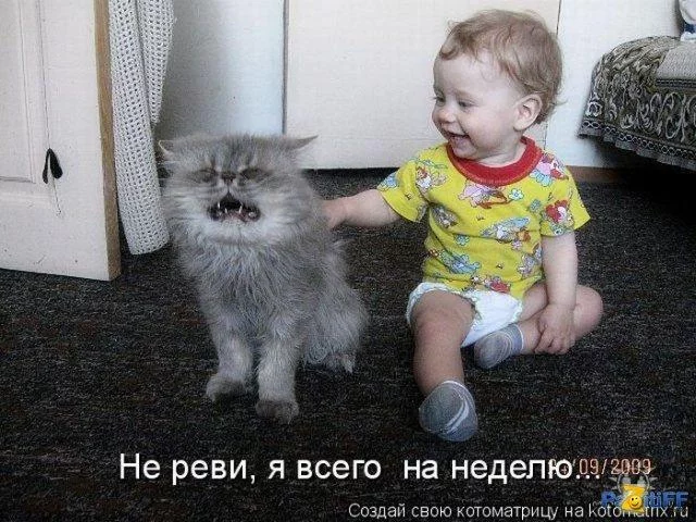 99229710_kot13.webp