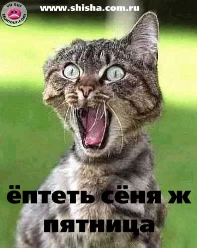 9950530_49945111_40942688_37873654_32433433_kuytgh.webp