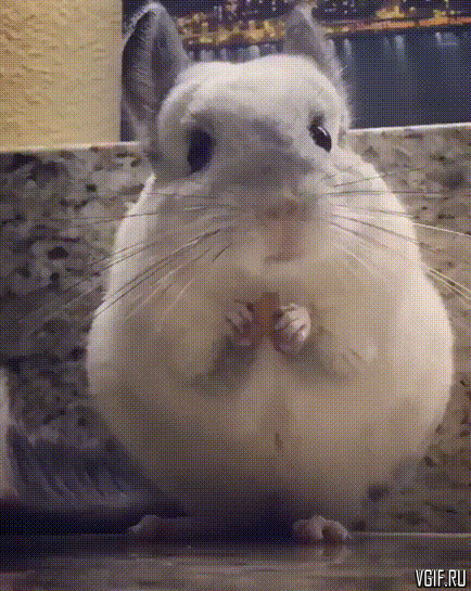 99644d2cfc644a0d068e6.gif