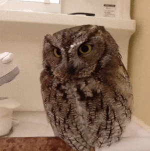 99a1c58acb680d413daff3a.gif