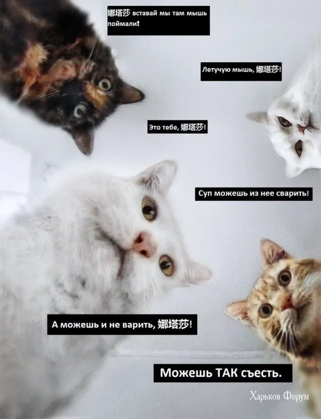 99b0b916519b93230.webp