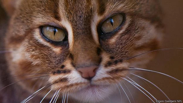 9_india_rusty_spotted_cat_624x351_edwingiesbersnpl.webp