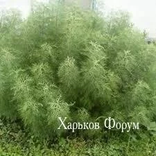 9a400589f8da8b12fa2d3.webp